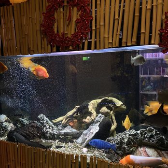 Sushi Hamachi - a fish tank with fish in it - Japanese Near Me - Boucherville, Quebec Sushi Hamachi - a fish tank with fish in it - Japanese Near Me - Boucherville, Quebec
