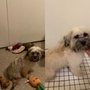 Luemas Grooming