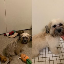Luemas Grooming - From shaggy to just drop dead gorgeous