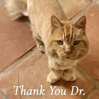 Santa Fe Animal Clinic - Norman - Veterinarians Near Me - Encinitas, California Santa Fe Animal Clinic - Norman - Veterinarians Near Me - Encinitas, California