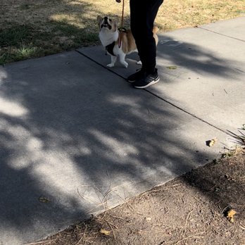 Petra K9 - Puppy training - Pet Training Near Me Petra K9 - Puppy training - Pet Training Near Me