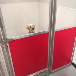 Indulge Pet Resort