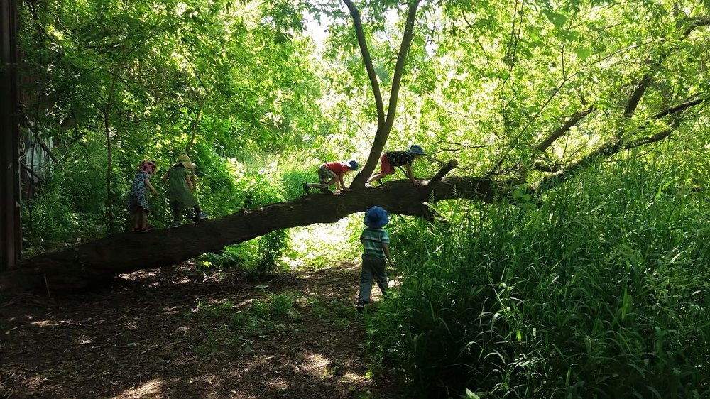 Tiny Green Trees - childcare center in Milwaukee, WI