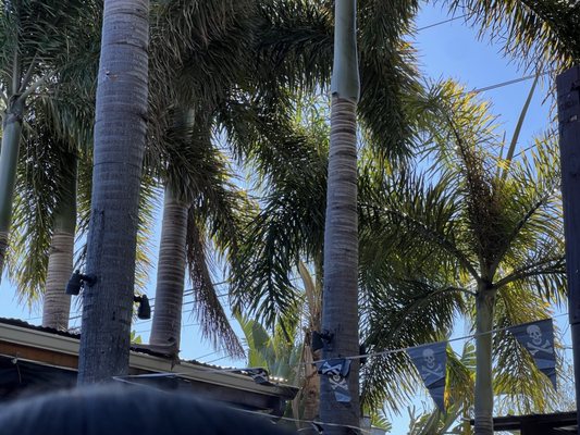 The Patio Tampa by null