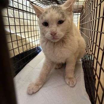 SNiP Vet - Spay Neuter in Phoenix - Community Cat for Trap.Neuter.Return / TNR - Veterinarians Near Me - Phoenix, Arizona SNiP Vet - Spay Neuter in Phoenix - Community Cat for Trap.Neuter.Return / TNR - Veterinarians Near Me - Phoenix, Arizona
