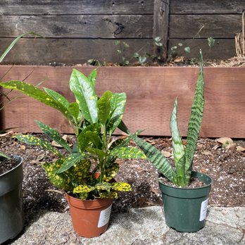 Plant Works - Nurseries & Gardening Near Me - Ben Lomond, California