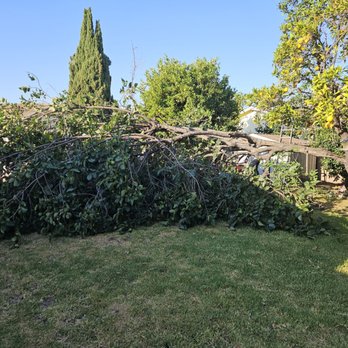 H & E Tree Service - Persimmon Tree - Tree Services Near Me H & E Tree Service - Persimmon Tree - Tree Services Near Me
