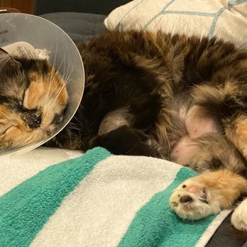 TrueCare for pets - Veterinarians Near Me - Studio City, California TrueCare for pets - Veterinarians Near Me - Studio City, California