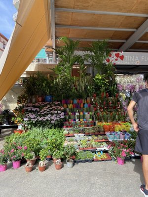 Mercat Central d'Alacant by null