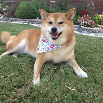 Paw Lounge - Nice and clean - Pet Groomers Near Me - Westminster, California