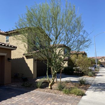 Treepro - Tree after - Tree Services Near Me - Las Vegas, Nevada