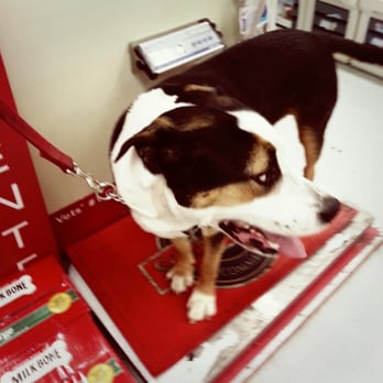 Pet Club - Jackson Louie count down @ Pet Club's free weight scale. :p. Finally under 100lbs :) - Pet Stores Near Me - San Mateo, California Pet Club - Jackson Louie count down @ Pet Club's free weight scale. :p. Finally under 100lbs :) - Pet Stores Near Me - San Mateo, California