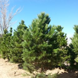 Big Trees Nursery - Austrian Pine