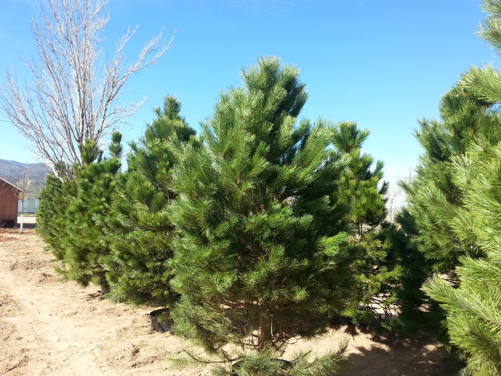 BIG TREES NURSERY Updated September 2024 240 N 100th E