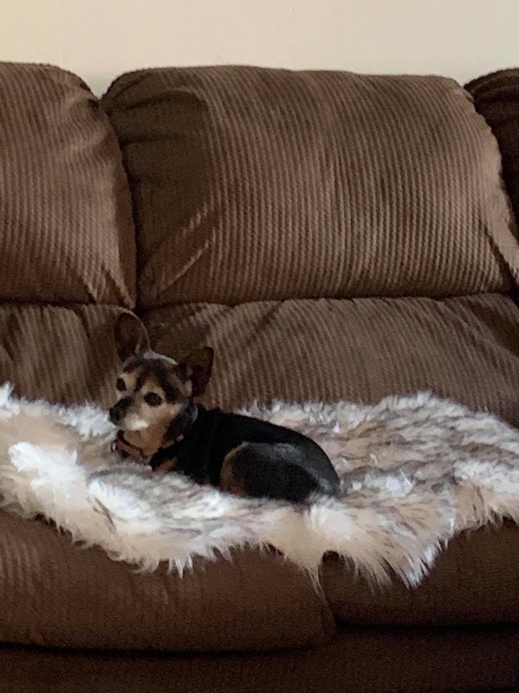 LISA’S PET GROOMING Updated September 2024 115 W Esperanza Blvd