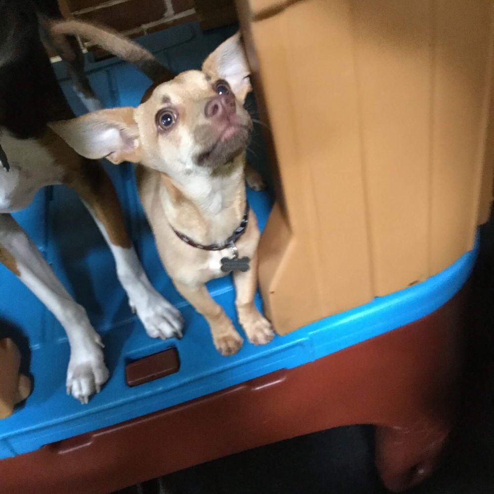 Central Bark Atlanta - Pet Training Near Me - Atlanta, Georgia