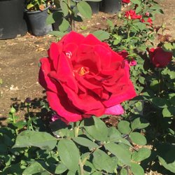 Vista Growers