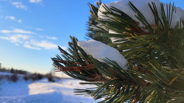 Tony Knowles Coastal Trail by null