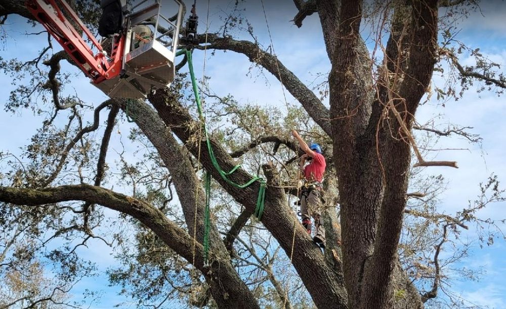 CHOPPERS TREE SERVICE Request a Quote 16 Photos Tampa, Florida