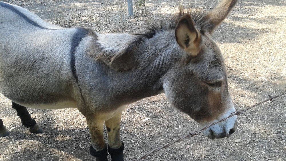 BARRON PARK DONKEYS 89 Photos & 15 Reviews 3590 Laguna Ave, Palo