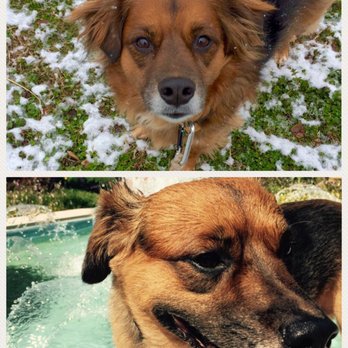 St. Louis Muttropolitan - The top is before and the bottom is after his puppy cut - Pet Groomers Near Me - Saint Louis, Missouri