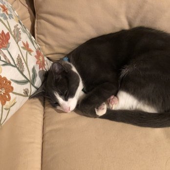 Posh Pets Rescue - Alexander is taking a nap. - Animal Shelters Near Me - Long Beach, New York Posh Pets Rescue - Alexander is taking a nap. - Animal Shelters Near Me - Long Beach, New York