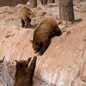 Bearizona - Zoos Near Me - Williams, Arizona