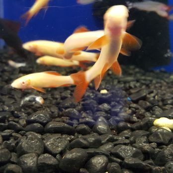 King Aquarium - Bala shark - Pet Stores Near Me - San Jose, California