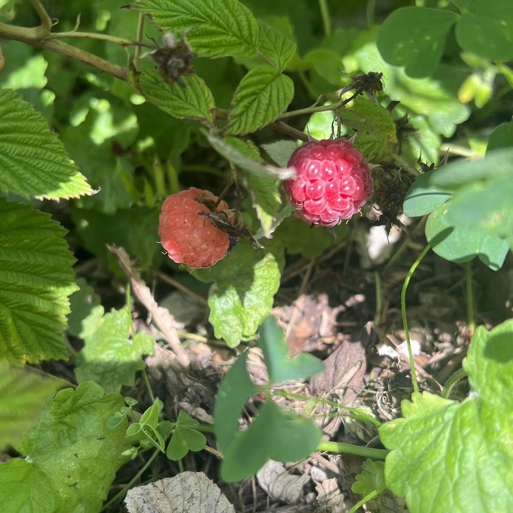 Raspberry bushes