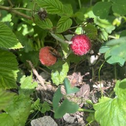 Raspberry bushes Raspberry bushes