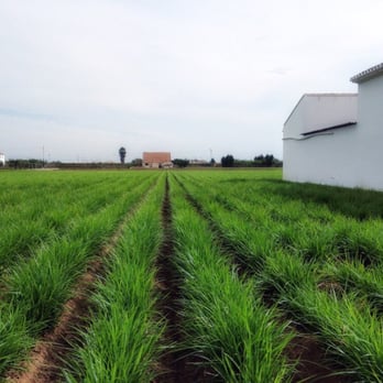 Mon Orxata - Camp de xufa - Health Markets Near Me - Alboraia, V
