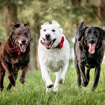 Three Tails Parlor and Pantry - IMG-2273.JPG - Pet Groomers Near Me - Columbia, Illinois