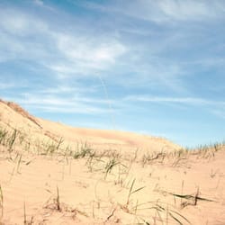 Juniper Dunes Wilderness - Sand