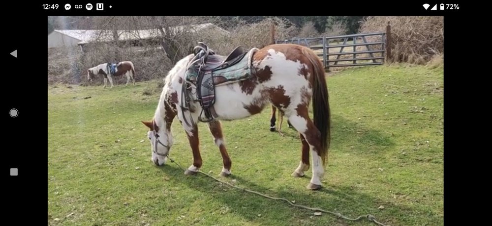 Su Dara Riding - equestrian in Puyallup, WA