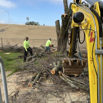 OpExcellence Tree & Stump Pros - Tree Services Near Me - Shreveport, Louisiana OpExcellence Tree & Stump Pros - Tree Services Near Me - Shreveport, Louisiana