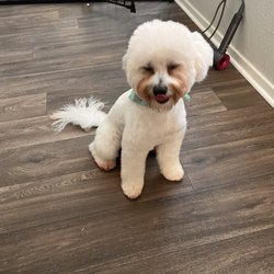 Pet's Place Salon - So handsome