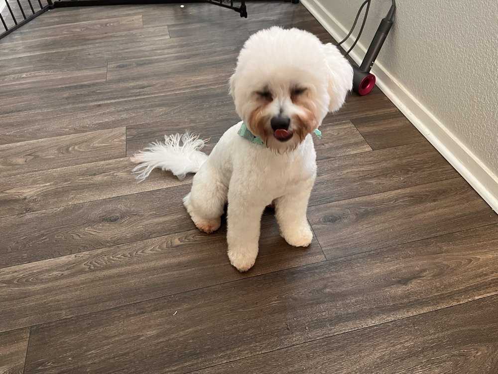 PET’S PLACE SALON Updated July 2024 132 Photos & 96 Reviews 9105 Laguna Main St, Elk Grove