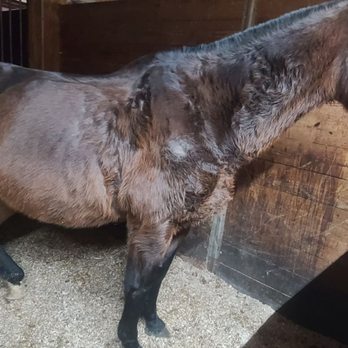 Ople Farms - Poor horses are malnourished - Horse Boarding Near Me - Fombell, Pennsylvania