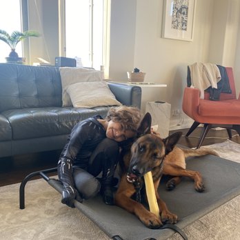 Primal Canine - Ajax chilling in 'place'. - Pet Training Near Me - Gilroy, California
