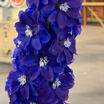 San Diego County Fair - Flower show - Festivals Near Me - Del Mar, California