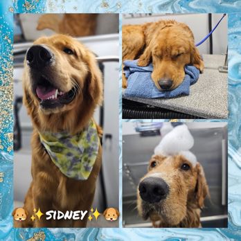 Barkbus Mobile Dog Grooming - Alyssa, our groomer, made her own collage! - Pet Groomers Near Me