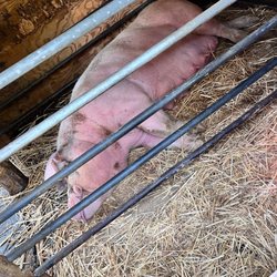 Fairbank Animal Farm - Mama pig