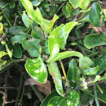 Parkmerced - We've put in a work order to remove sick plants. Apparently Parkmerced doesn't see anything wrong with them.... - Apartments Near Me - San Francisco, California