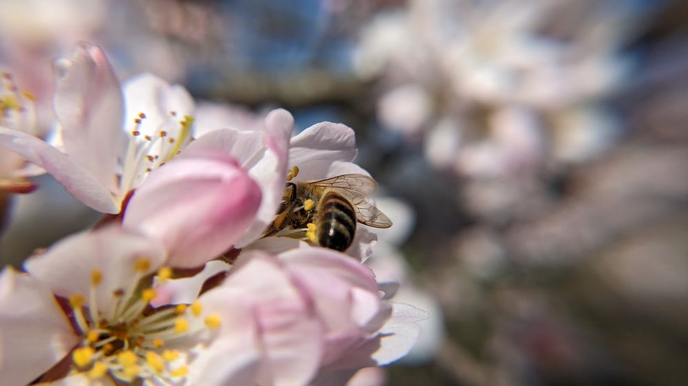 Cair Paravel Farmstead And Lodging - beekeeping in Stanardsville, VA