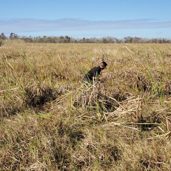 Ultimate Swamp Adventures - Tours Near Me - Westwego, Louisiana