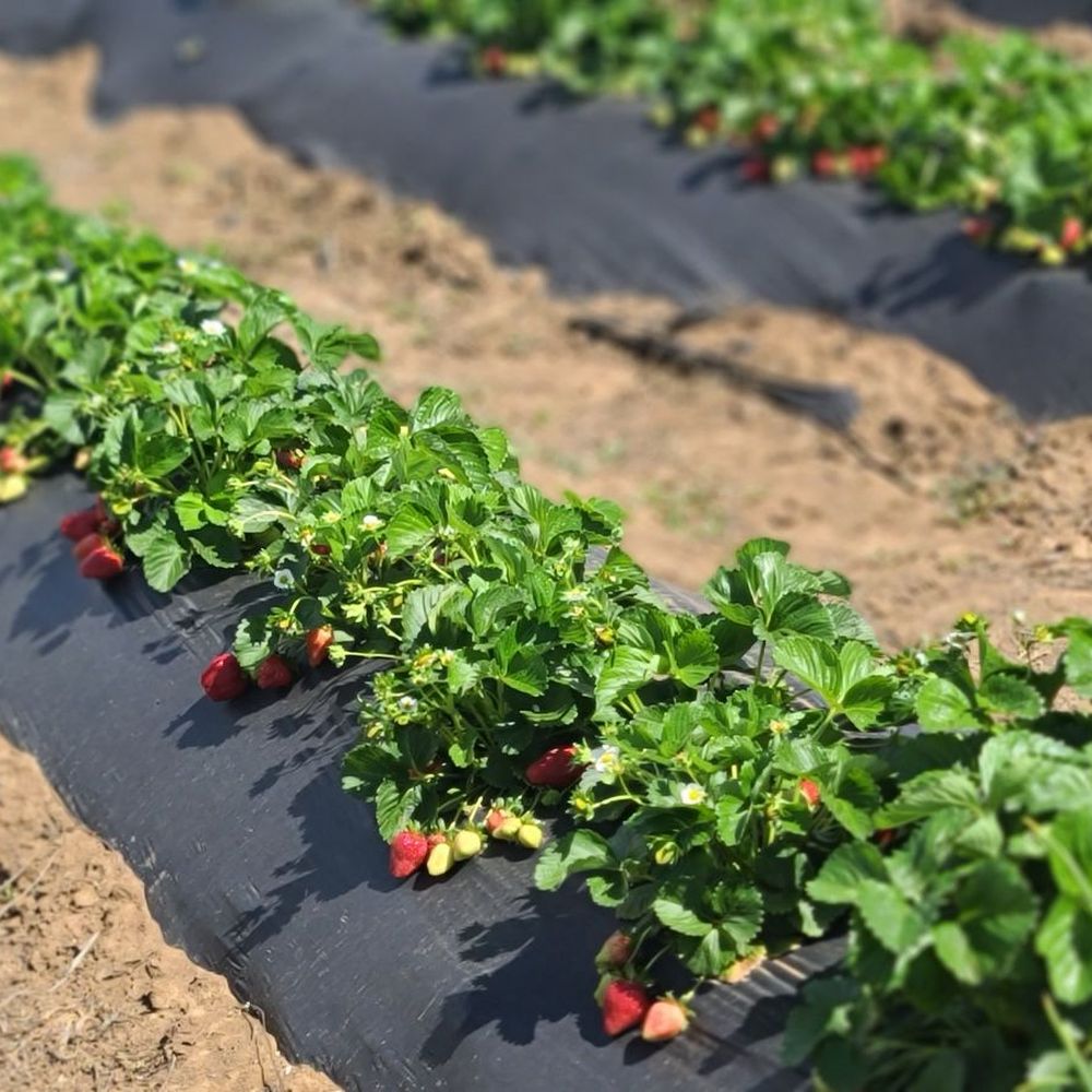 Ah-May U-Pick - Lots Strawberry - Pick Your Own Farms Near Me - Brentwood, California Ah-May U-Pick - Lots Strawberry - Pick Your Own Farms Near Me - Brentwood, California