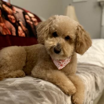 Boujee Bubbles Mobile Dog Grooming - Hermoine freshly groomed. - Pet Groomers Near Me Boujee Bubbles Mobile Dog Grooming - Hermoine freshly groomed. - Pet Groomers Near Me