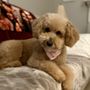 Photo of Boujee Bubbles Mobile Dog Grooming