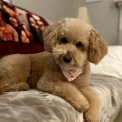 Boujee Bubbles Mobile Dog Grooming - Hermoine freshly groomed.
