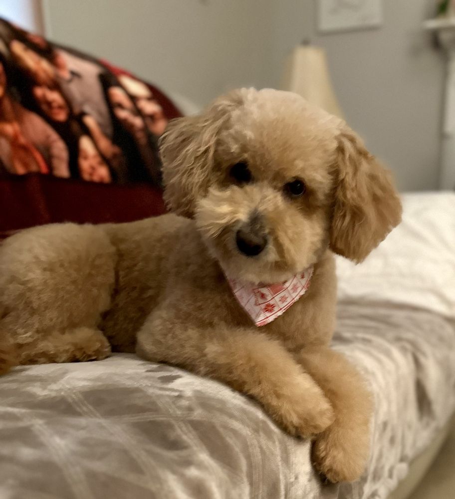 BOUJEE BUBBLES MOBILE DOG GROOMING Updated October 2024 19 Photos